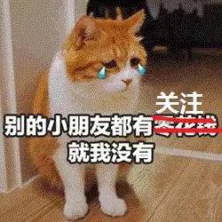  千万不要养猫它作起来连老虎都敢打