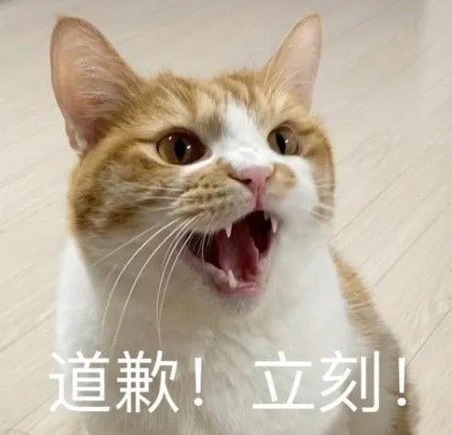  猫猫表情包你失去了和我说话的机会