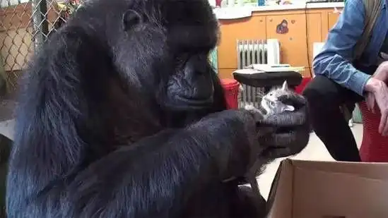  小故事这里有只猩猩和喵星人在一起了