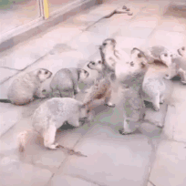 萌宠表情包gif搞笑gif