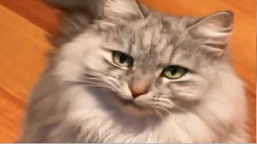  这是小猫咪可以摆出的表情嘛