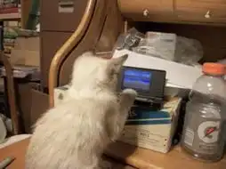  facebook大晒猫玩家打机表情好认真