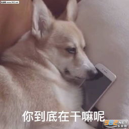  怎么还不回我消息表情包舔狗表情包下载乐游网游戏下载