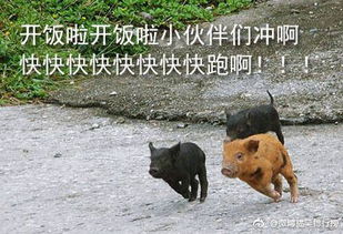  动物冲去吃饭表情包
