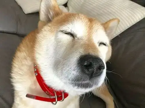 张宸狗年来啦,来po一轮柴犬丑照