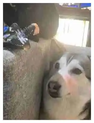  猫咪吃营养膏被二哈觊觎,二哈被揍多次后表情笑喷