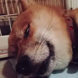 柴犬斜眼表情包张宸