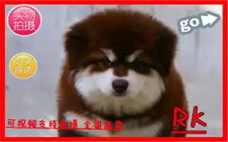  图庆七夕犬舍促销红色黑色阿拉斯加犬包纯种保健康买垃圾狗别找我成都宠物狗