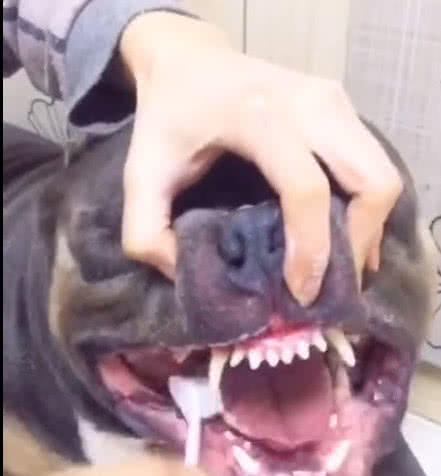 主人给恶霸犬刷牙,看到它生无可恋的表情主人笑喷了