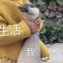 我来的表情包沙雕