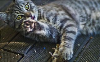  法国猫咪勇猛捕鼠上演现实版猫和老鼠