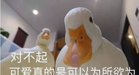 对不起鸭的表情包小黄鸭