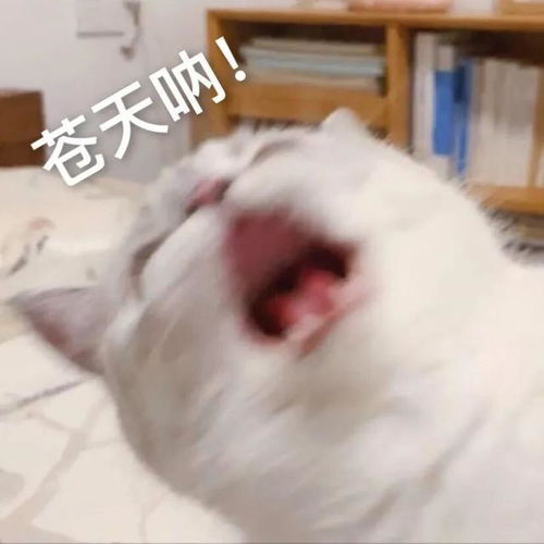  主人偷小猫又还回猫妈以为孩子淘气抬手一大逼兜