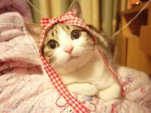 云养猫时代,你都养的谁家的猫