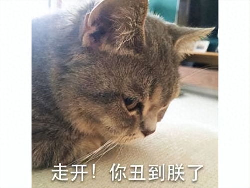  育碧一个操作让暴雪躺枪把去世小猫做进新游,网友感慨当年