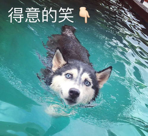 二哈表情包原型一波