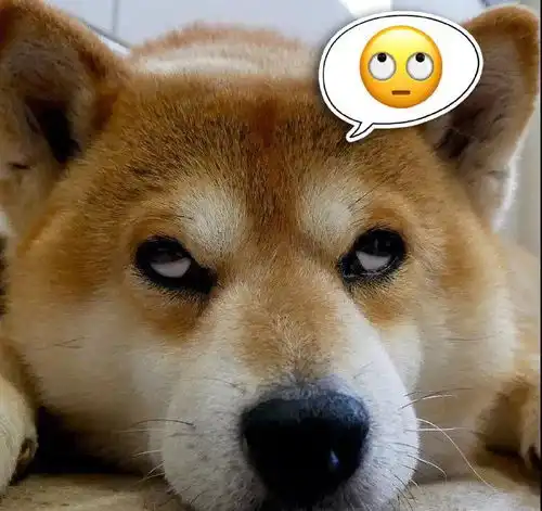 汪星人表情包 汪星人表情包