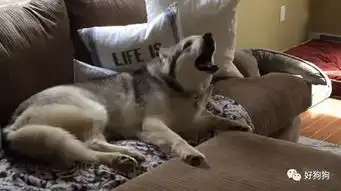 如果你恨一个人,那就送他一只哈士奇 如果你恨一个人,那就送他一只哈士奇