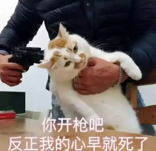 算我求你的表情包猫抖音