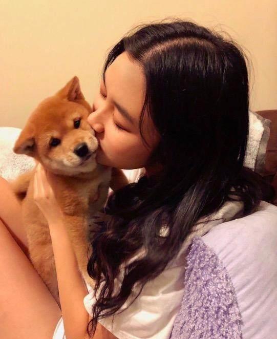 柴犬接住的表情包羡慕