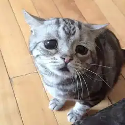 委屈巴巴猫表情包