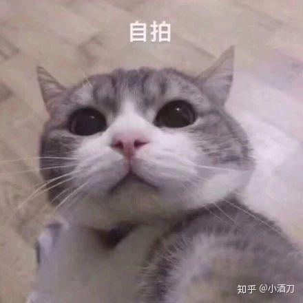 捏小猫脸的表情包