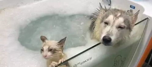 朋友把猫丢过来寄养,女子把猫和二哈放一块洗澡,这俩表情神同步