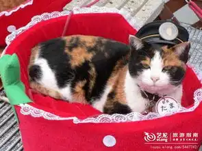  小猫tama,日本最萌车站站长