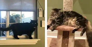 土豪猫美国两猫独享月租万元公寓