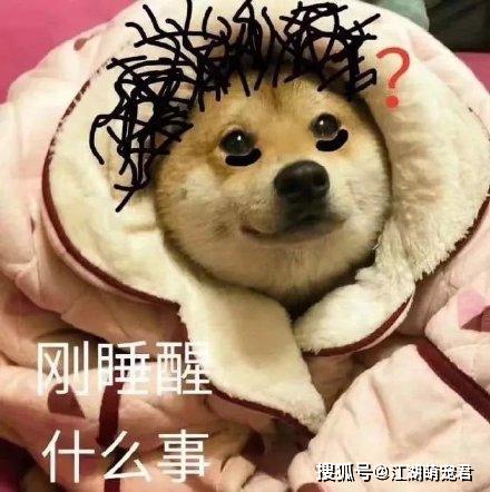  养狗,就别做这5件事,容易伤狗狗的心