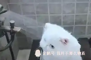 小猫第一次洗澡,傻愣愣的呆着不跑不闹,只是表情神了,笑哭主人