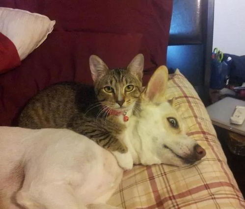  猫狗双全是一种什么样的人生体验
