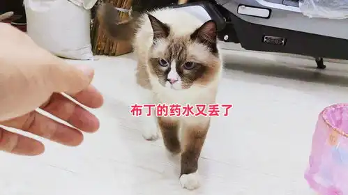  两只流浪猫天天都得滴药水,布丁滴鼻药水又丢了,还真是有点心疼
