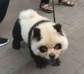 你瞅啥表情包熊猫好想