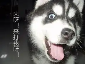  哈士奇挑食怎么办小哈士奇狗狗不吃狗粮怎么办