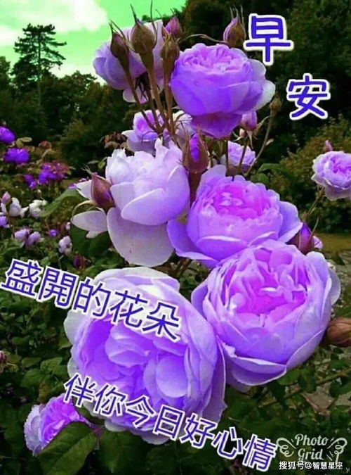  正月十八最美的早上好鲜花问候动态图片,暖心的清晨早上好祝福语送给你