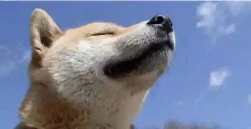 柴犬斜眼表情包不讲道理