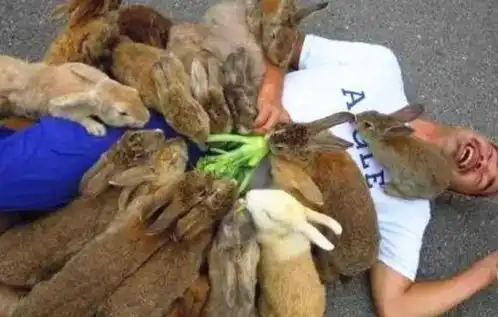 最讨厌兔子的国家,当地人为消灭兔子,还特地出动轰炸机  最讨厌兔子的国家,当地人为消灭兔子,还特地出动轰炸机