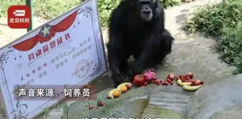  山东一大猩猩成精了自备吸管喝游客给的饮料,还会打手语主动索要