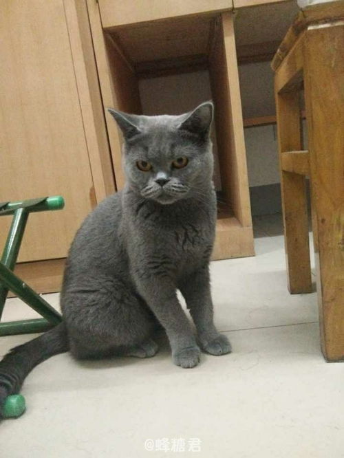 蓝猫瞪眼睛表情