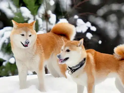  这5种大型犬,没有被城市禁养,养了的不用担心会被抓