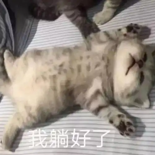  养猫真的会上瘾,我已经集齐所有花色了