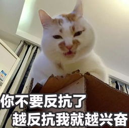  渣男最常用的4种猫咪微信表情包