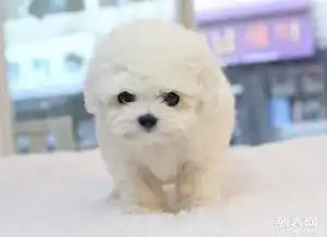  重庆哪里有卖比熊犬纯种比熊幼犬多少钱比熊图片