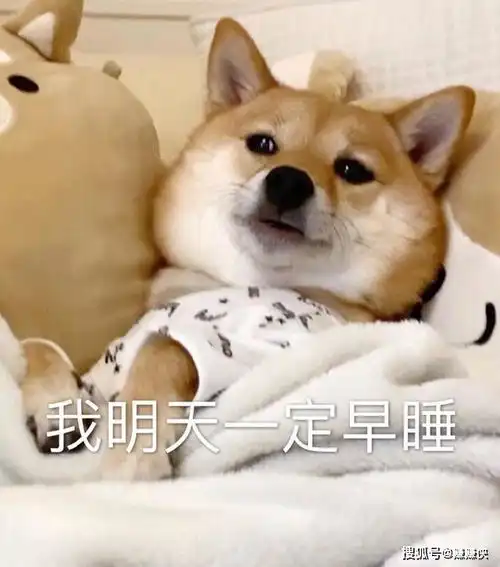  萌娃狗头表情包图片,超凶可恶,恋爱吗