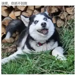 表情包分类哈士奇