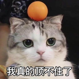  猫咪表情包合集怎么可以这样