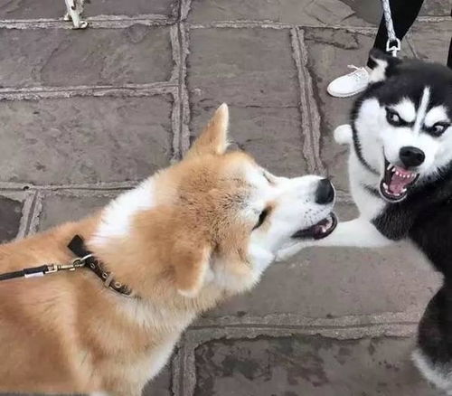  哈士奇跟柴犬干上了,一大波表情包正在袭来,笑死人啦