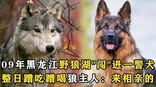  黑龙江野狼湖闯进一条警犬,整天蹭吃蹭喝,狼主人来相亲的