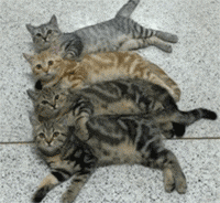  主人让猫咪们叠叠睡,然后猫咪们都一脸懵逼